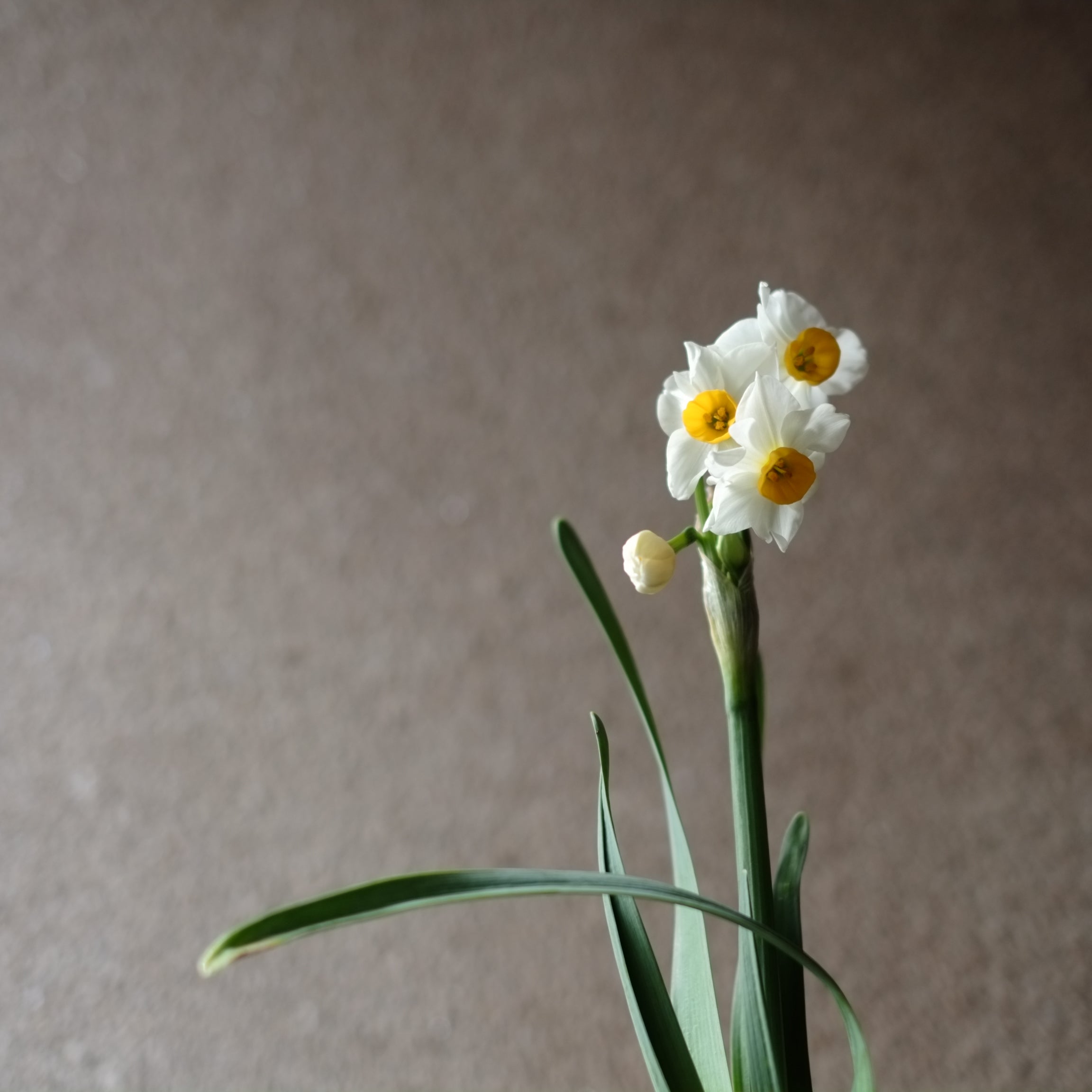 閑 備前焼 森丁斎造 鬼の腕花生 花入 窯変 花瓶 飾壺 共箱 花器 茶道具 おお 日本工芸会正会員 3C1228□ 売買されたオークション情報  落札价格 【au payマーケット】の商品情報をアーカイブ公開