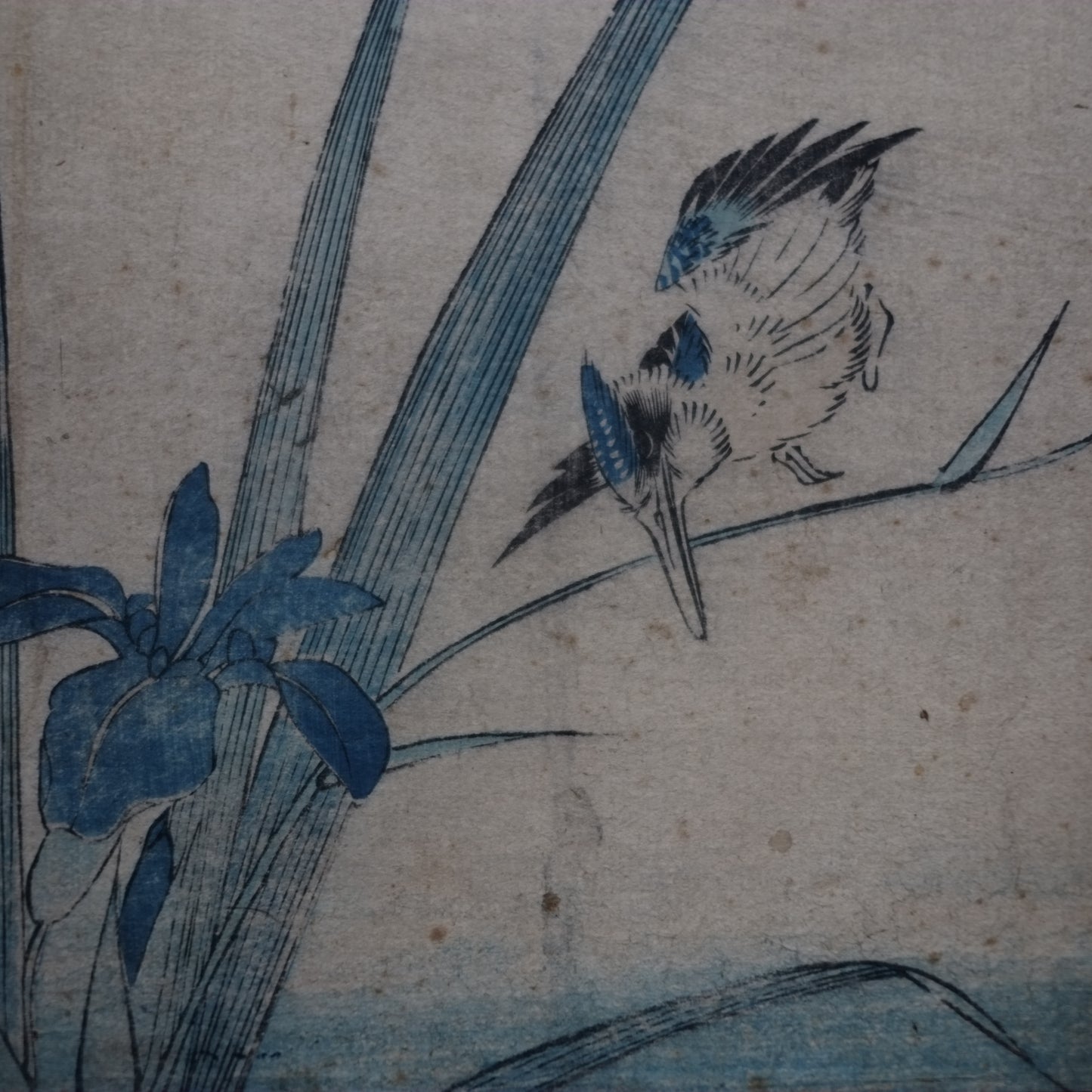 歌川広重　菖蒲に翡翠　浮世絵　手刷木版画　(江戸時代)